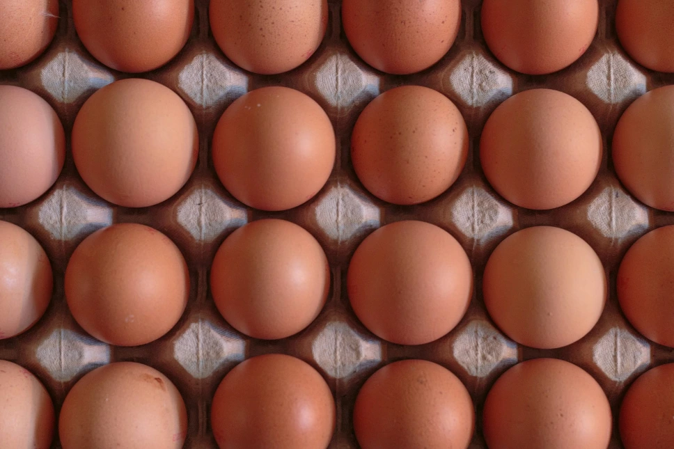 Chicken Eggs 18 Count
